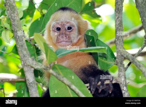 White Faced Capuchin Cebus Capucinus Costa Rica Stock Photo Alamy