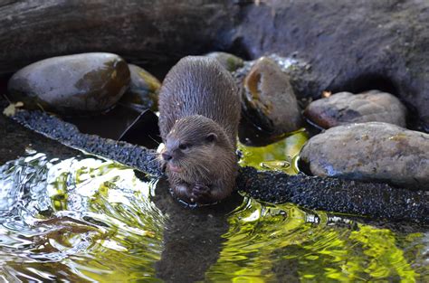 Poze Apă Natură Dulce Animale Sălbatice Grădină Zoologică Faună