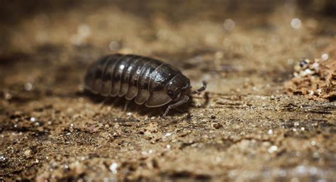 Doodlebugs Sú Umelecké Chyby Ktoré Používajú Pasce Na Chytanie Svojej