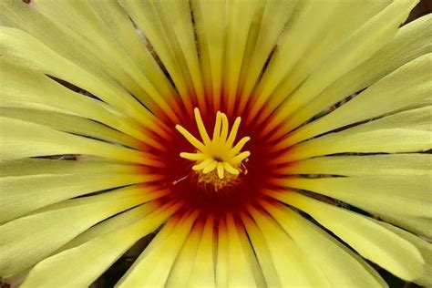 Flor De Cactus Cuerno De Cabra Astrophytum Capricorne Cactaceae Planta