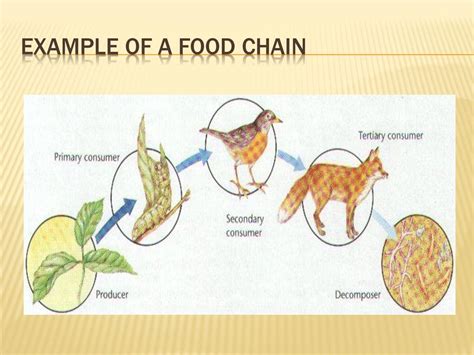 Examples Of Decomposers In Food Web