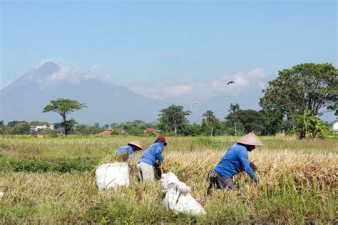 Farmers Are Harvesting Rice In The Paddy Fields Editorial Photography