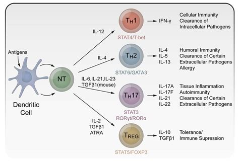 T Helper Cell Differentiation Upon Being Presented With An Antigen Download Scientific