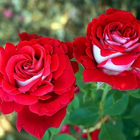 Osiria Roses Have Both Red And White Petals