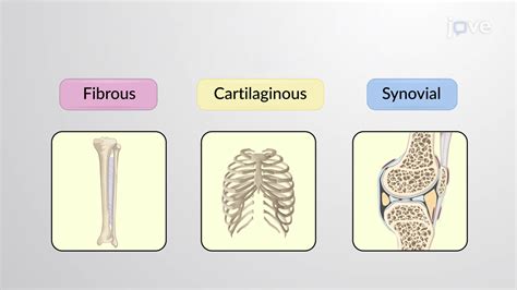 Structural Classification Of Joints Anatomy And Physiology JoVe