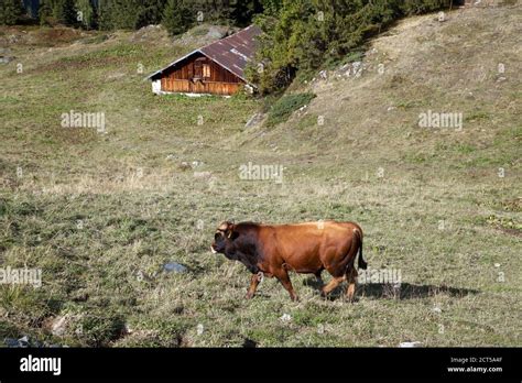 Slow Tarin Hi Res Stock Photography And Images Alamy