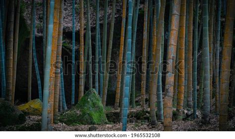 Bamboo Images Bamboo Forest China Stock Photo 1965532108 | Shutterstock