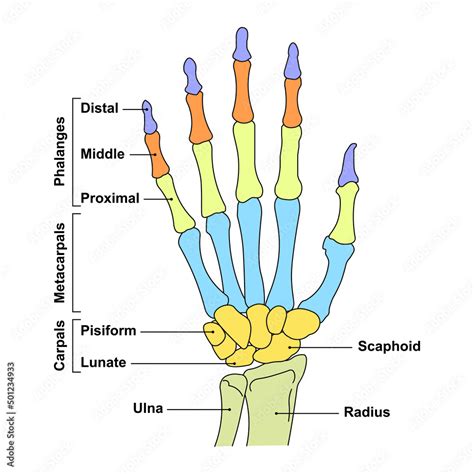 Scientific Designing Of Hand Anatomy Bones And Joints Of The Hand And