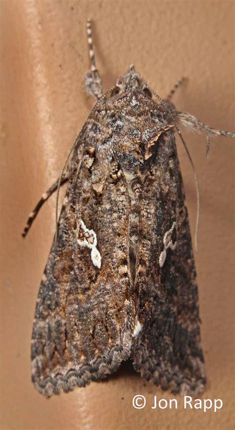 Cabbage Looper Moth Trichoplusia ni (Hübner, 1800-1803) | Butterflies ...