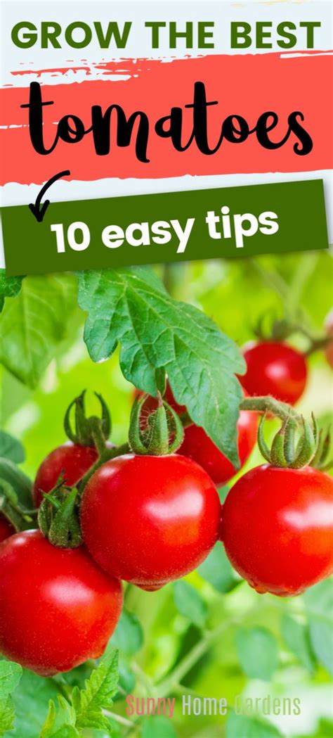 Best Tomato Growing Tips And Secrets To Better Tomatoes Growing Tomato Plants Tips For