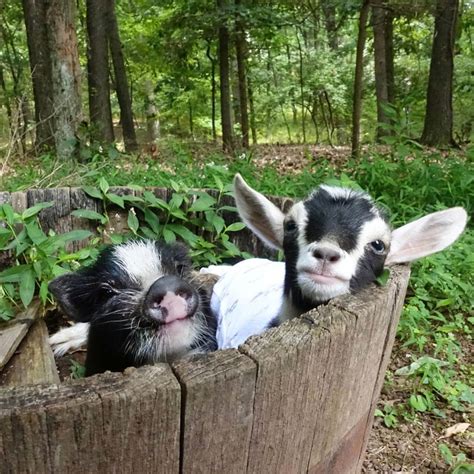 cutetropolis   cutest animals   funniest
