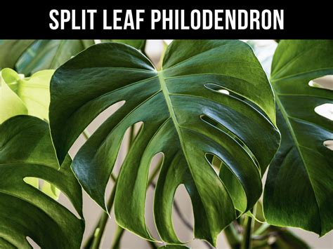 10 Must Know Split Leaf Philodendron Care Tips Propagation Pruning Creativebooster