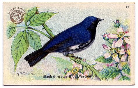 Vintage Clip Art - Charming Bright Blue Bird - The Graphics Fairy