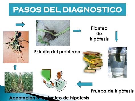 Ppt SintomatologÍa Y Diagnostico De Enfermedades De Plantas