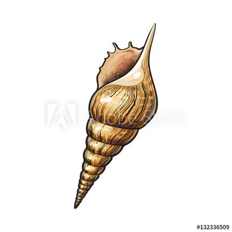 Realistic Snail Drawing at PaintingValley.com | Explore collection of ...