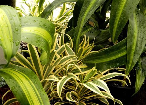 Indoor Foliage - Berkeley Horticultural Nursery Berkeley Horticultural ...