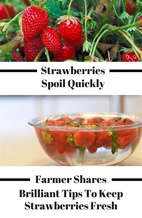 Strawberries Spoil Quickly Here Are Brilliant Tips From A Farmer To