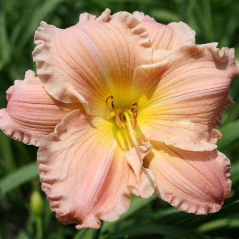 Hemerocallis Jolyene Nichole Daylily From Sandy S Plants