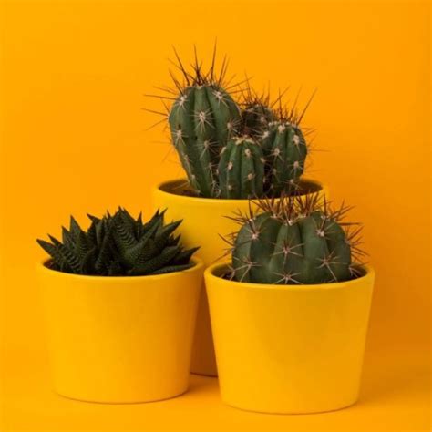 Trasplanta Tu Cactus Sin Problemas Conoce Los Pasos Clave Cactusmania