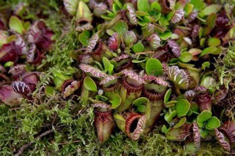 Carnivorous Plants to Grow - BBC Gardeners' World Magazine