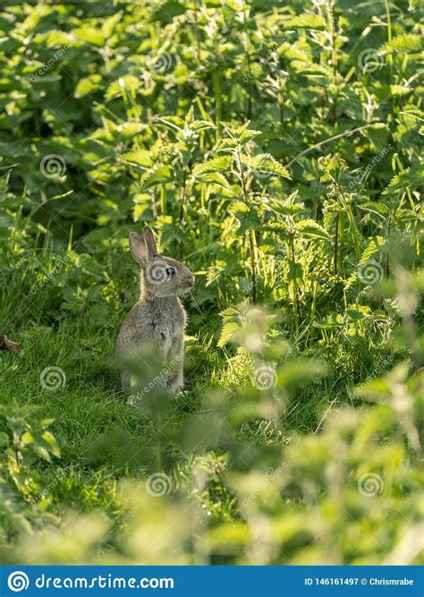 European Rabbit Oryctolagus Cuniculus Stock Image Image Of Outdoors