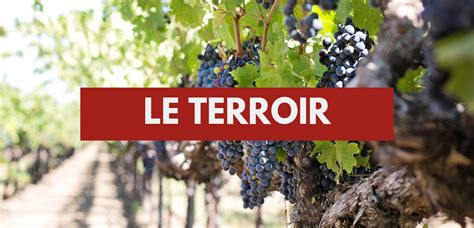 Terroir découvrez cette notion clé du vin Vin sur Vin