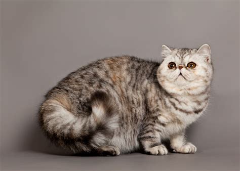 Best Exotic Cat Breed Guide - Characteristics, Temperaments