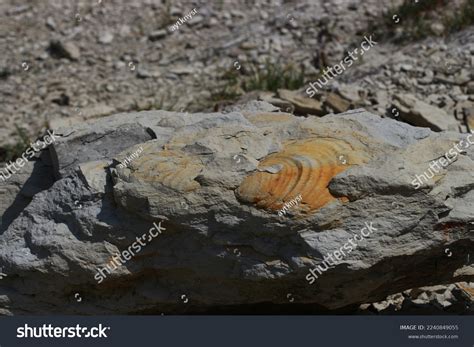 Fossils Remains Dead Organisms Sometimes Well Stock Photo 2240849055 | Shutterstock