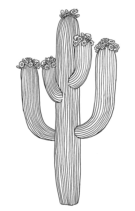 Discover Cactus Plant Drawing Latest Seven Edu Vn