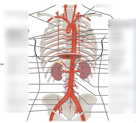 The Major Branch Arteries Of The Abdominal Aorta Diagram And Hepatic