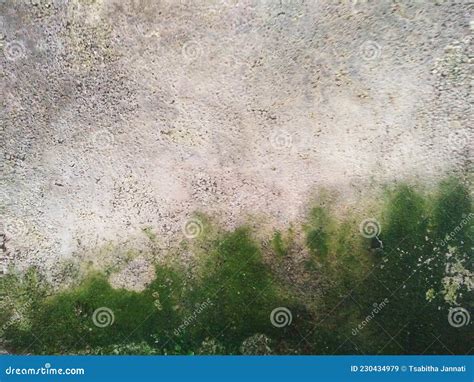 Mossy Concrete Wall Texture For Background Stock Image Image Of