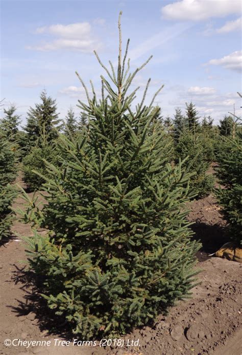 Spruce White Cheyenne Tree Farm Trees Shrubs Perennials