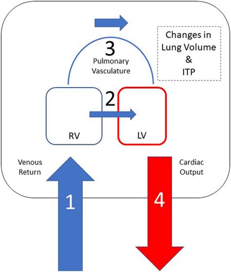 Frontiers Cardiopulmonary Interactions In Left Heart Failure