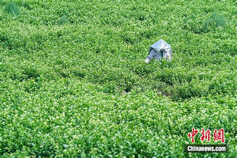 花香飘广西 横州发力打造“世界茉莉花都” 农业 中国品牌网 国家市场监督管理总局 中国品牌杂志社主办