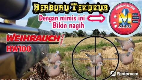 Berburu Tekukur Dengan Mimis MSLUG Lokal Bikin Nagih Wuihruach HW100