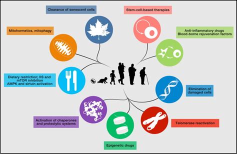 The Hallmarks Of Aging Cell