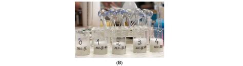 Pharmaceutics Free Full Text Novel Bovine Serum Albumin Decorated