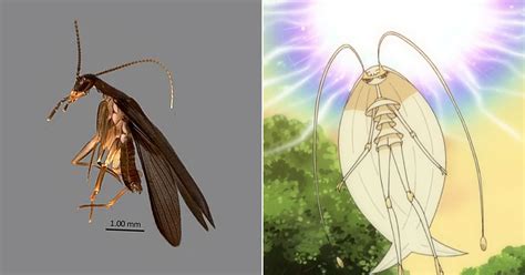 New cockroach species found in Bukit Timah Nature Reserve named Pheromosa after a Pokémon ...