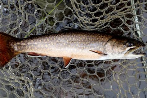 Algonquin Brook Trout Caffeinated Fly Fishercaffeinated Fly Fisher