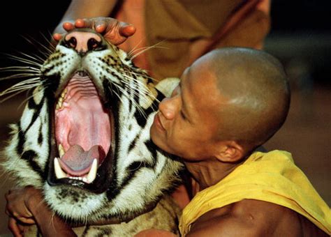 Thailand Tiger Temple Monks Live With Tigers Photos Huffpost