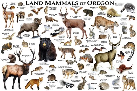 Mammals Of Oregon Print Oregon Mammals Field Guide Animals Of