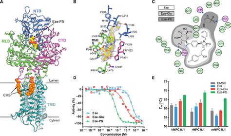 Structure Of Npc1l1 In Complex With Ezetimibe Ps A Ribbon Download Scientific Diagram