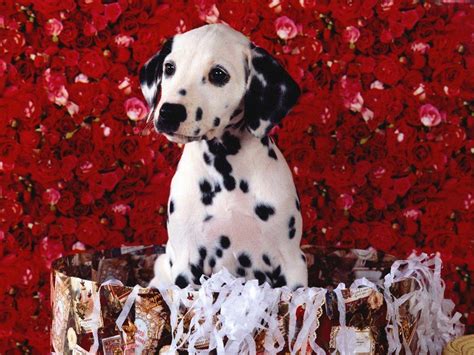 Dalmatian Wallpapers - Wallpaper Cave