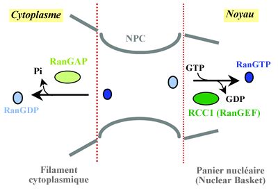 Mecanisme Moleculaire Du Transport Nucleaire