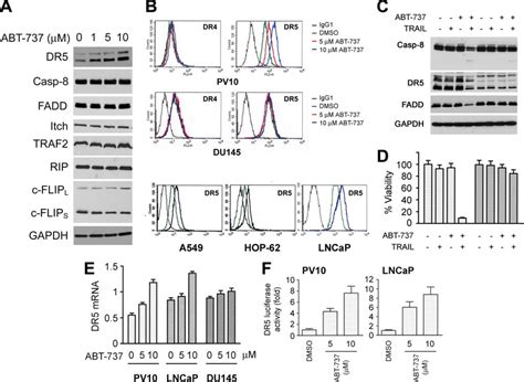 Dr5 Protein Levels Are Up Regulated By Abt 737 Treatment A Effects Of