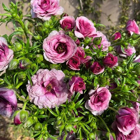 Lavender Butterfly Ranunculus Florabundance Wholesale Flowers