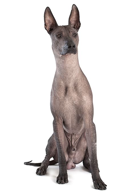 Xoloitzcuintle Razas De Perros Purina Mexico