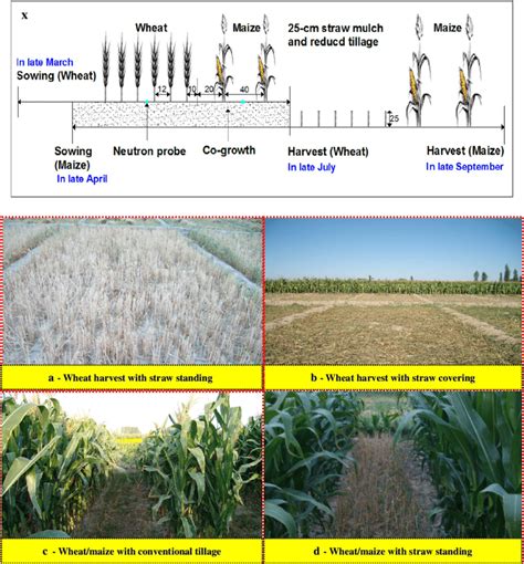 Field Layout Of Wheat And Maize Relay Planting With A Strip Of 80 Cm Of