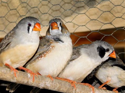 Zebra Finch Male Vs Female