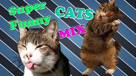 Super Funny Cats Compilation: Enjoy :D - YouTube